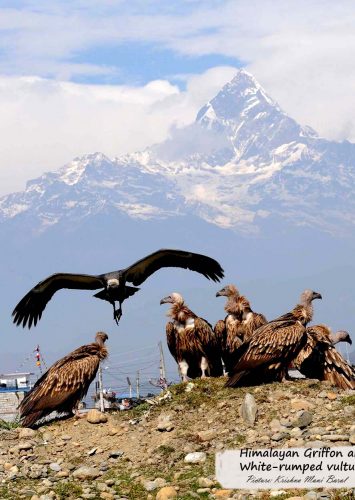 Happy International Vulture Awareness Day 2020