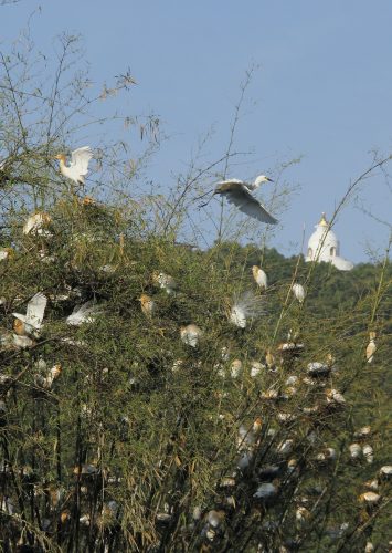 The former summer palace of Nepal’s royal family has turned into a bird sanctuary
